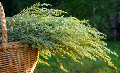 1000 Mugwort (Artemisia Vulgaris) Seeds