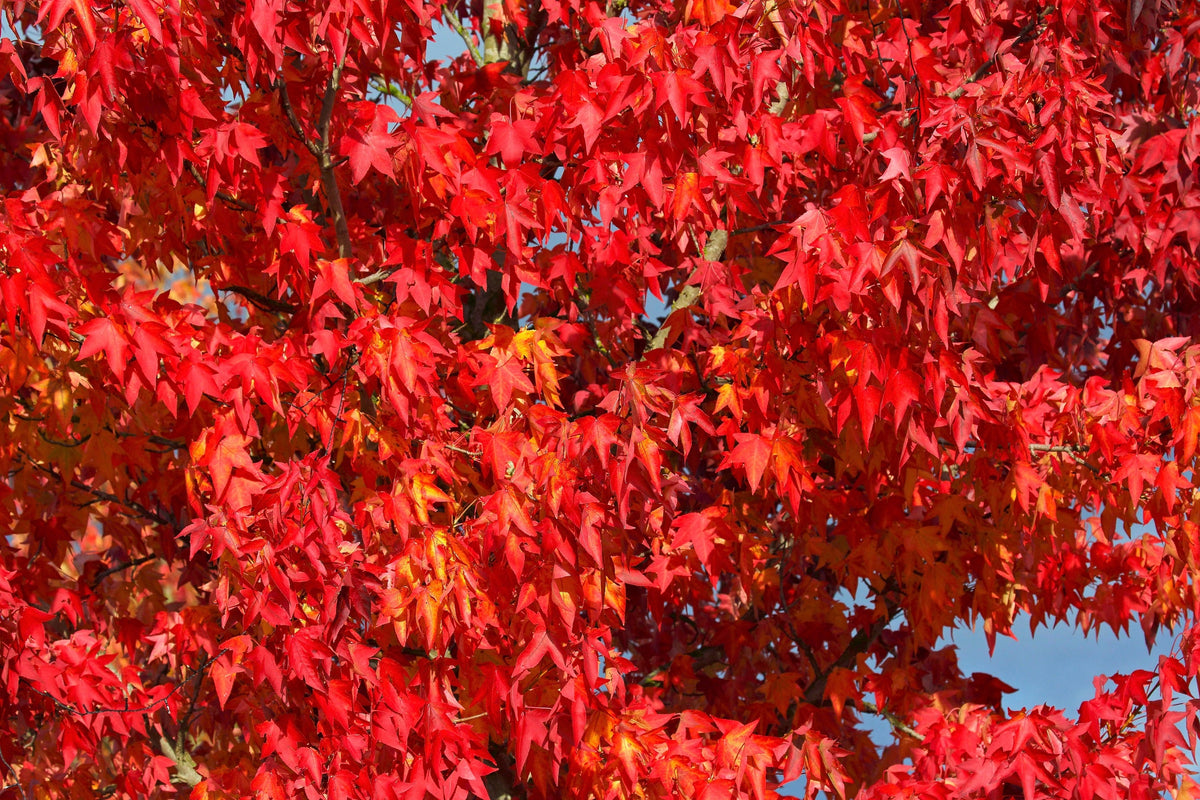 50 AMERICAN SWEETGUM Liquidambar Styraciflua Storax Alligator Sweet Gum Tree Seeds - Great Fall Color! Red Yellow Orange Purple