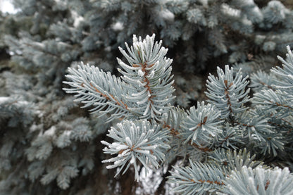 Colorado Blue Spruce (Picea pungens) Seeds – 50 ct