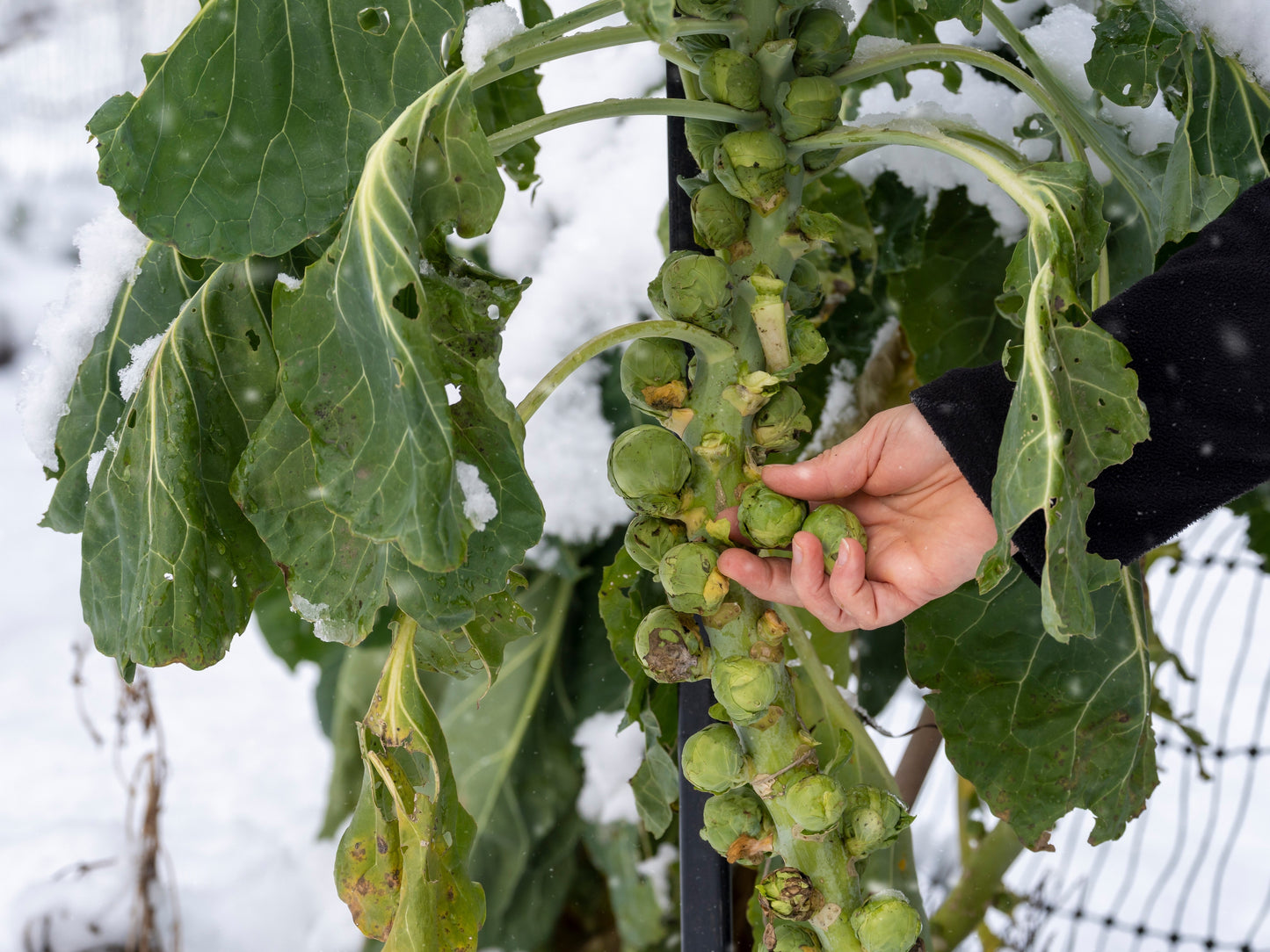 500 Heirloom Brussels Sprouts (Brassica Oleracea) Seeds