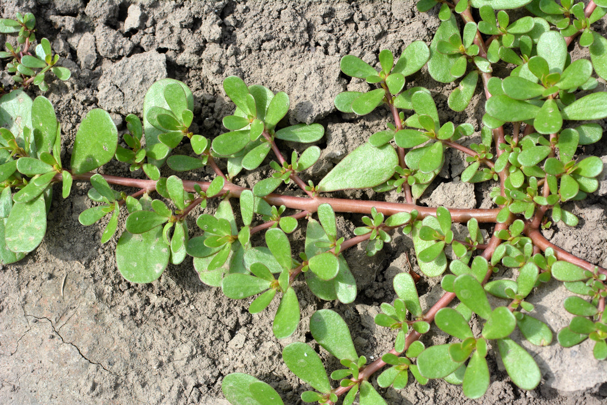 300 Organic GOLDEN PURSLANE Portulaca Sativa Vegetable Herb Yellow Flower Seeds