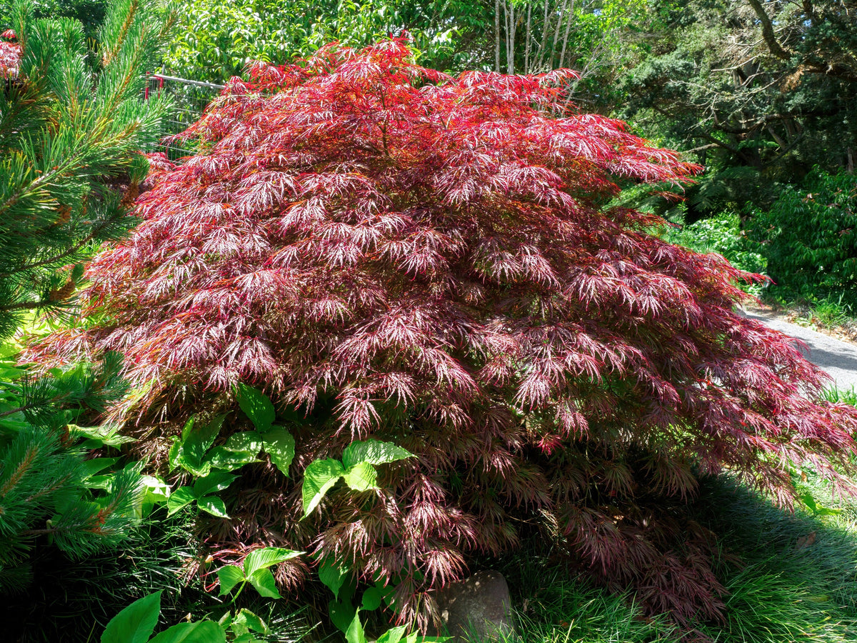 10 Japanese Maple (Acer Palmatum Dissectum) Seeds