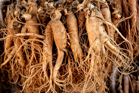 Korean Ginseng (Panax ginseng) Seeds – 15 ct