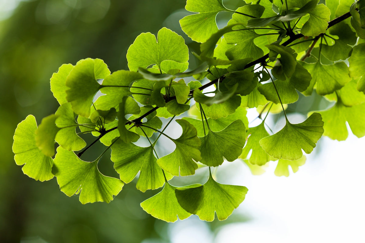Ginkgo (Ginkgo biloba) Seeds – 10 ct
