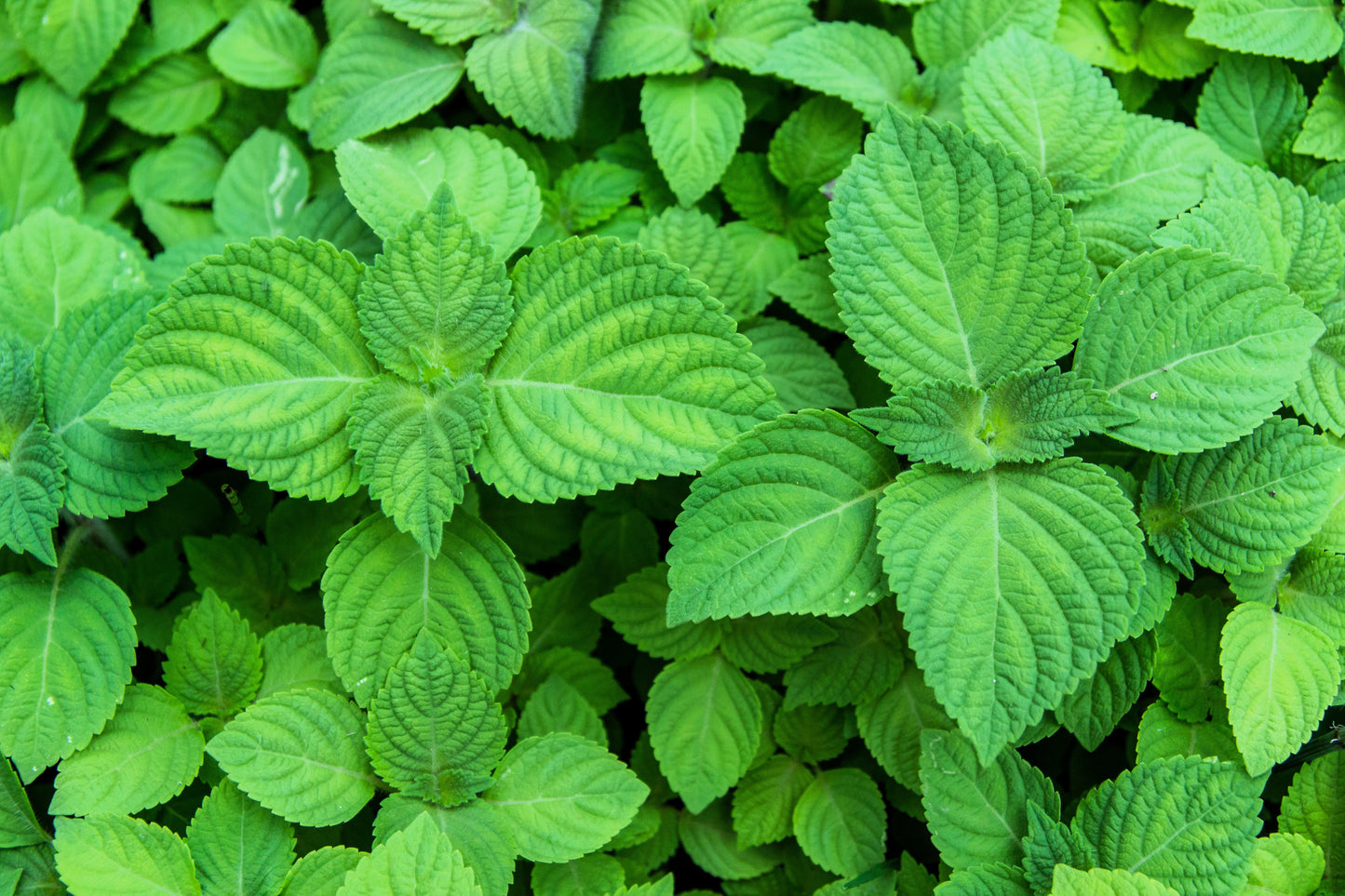 300 Green Shiso (Perilla Frutescens) Seeds