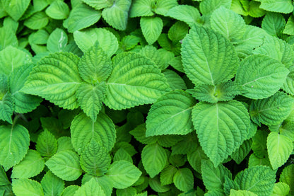 300 Green Shiso (Perilla Frutescens) Seeds