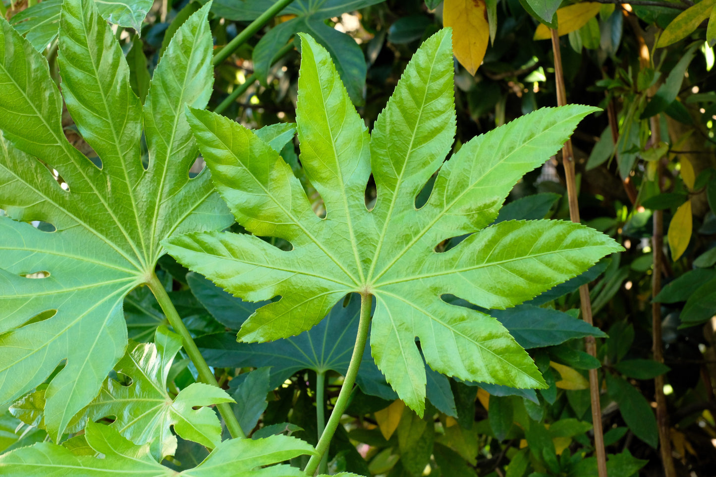 10 Japanese Fatsi (Fatsia Aralia Japonica) Seeds
