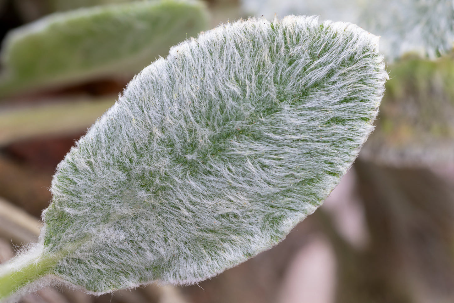 100 Woolly Lamb's Ear (Stachys Byzantina) Seeds