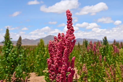 100 Red Head Quinoa (Chenopodium Quinoa) Seeds