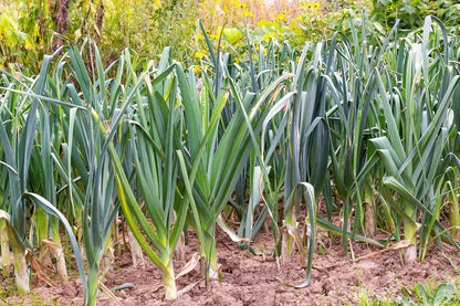 800 American Flag Leek (Allium Porrum) Seeds