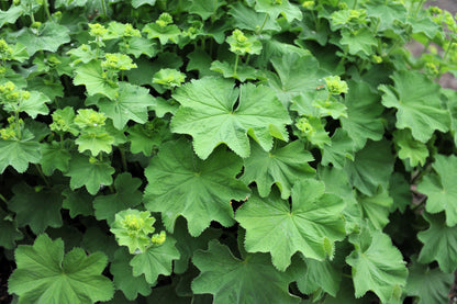 100 Lady's Mantle (Alchemilla Mollis) Seeds