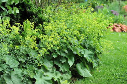 100 Lady's Mantle (Alchemilla Mollis) Seeds