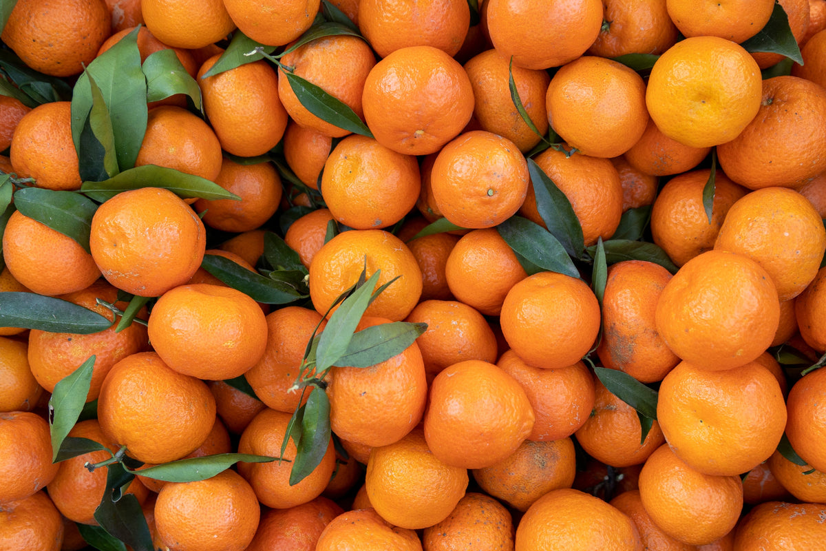 20 TANGERINE Mandrin Orange Citrus Reticulata Fruit Tree Seeds