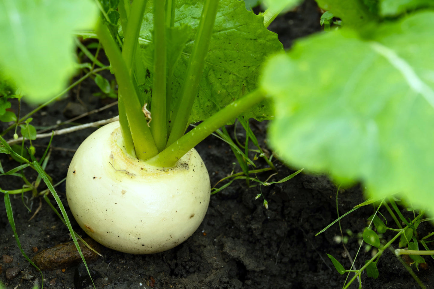 300 White Egg Turnip (Brassica Rapa) Seeds