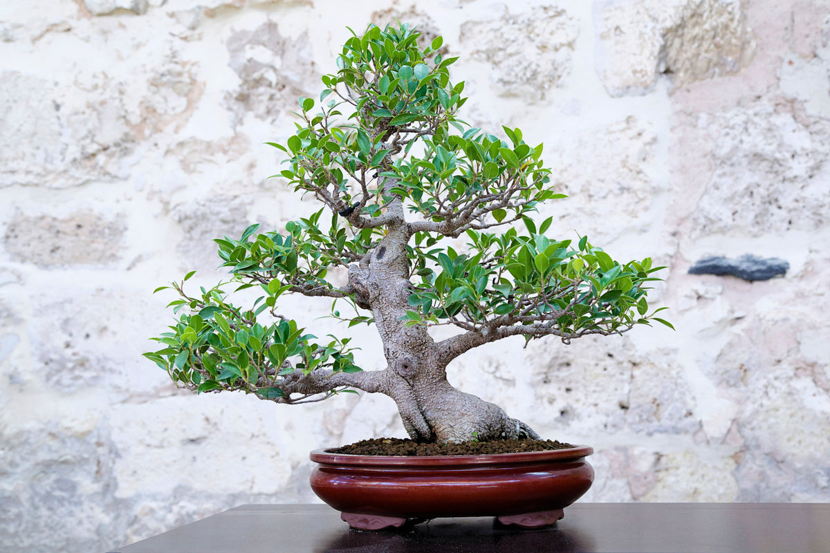 50 WEEPING FIG Ficus Benjamina Benjamin Indian Rubber Tree Houseplant Seeds
