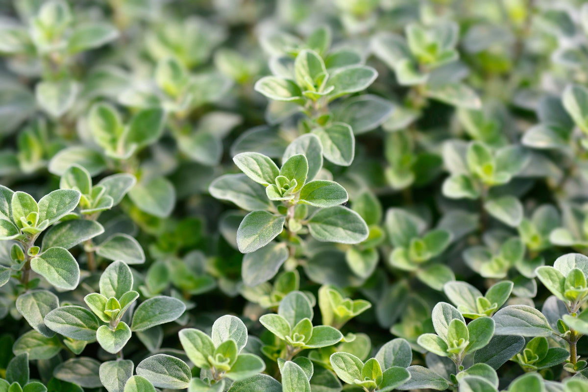 Sweet Marjoram (Origanum majorana) Seeds – 2,000 ct