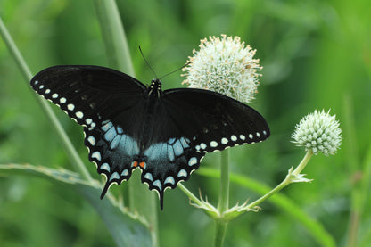 200 Rattlesnake Master / Button Snakeroot  (Eryngium Yuccifolium) Seeds