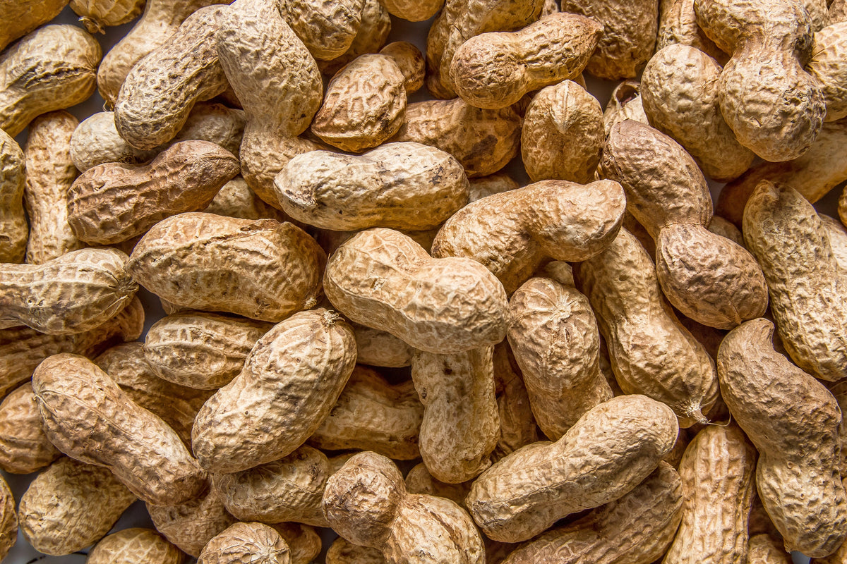 15 Seeds ' JUMBO ' VIRGINIA PEANUT Arachis Hypogaea Perennial Nut Plant