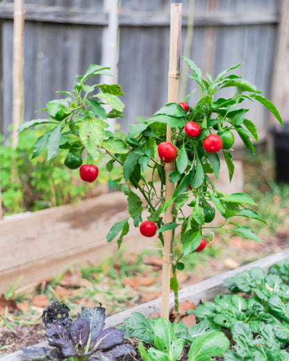 100 Sweet Lesya Cherry Pepper (Capsicum Annuum) Seeds
