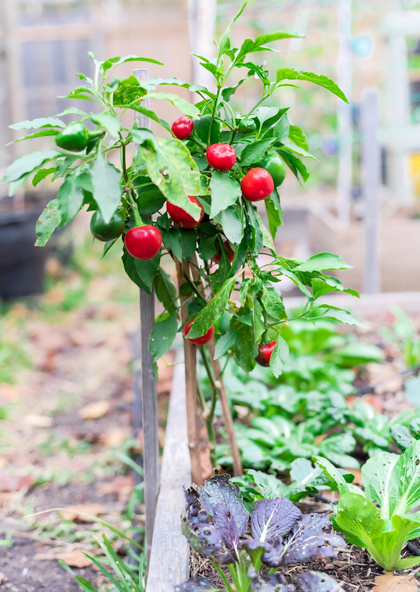 100 Sweet Lesya Cherry Pepper (Capsicum Annuum) Seeds