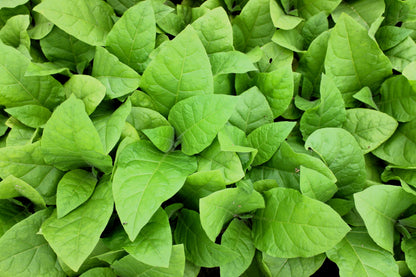 Aztec Tobacco (Nicotiana rustica) Seeds – 250 ct