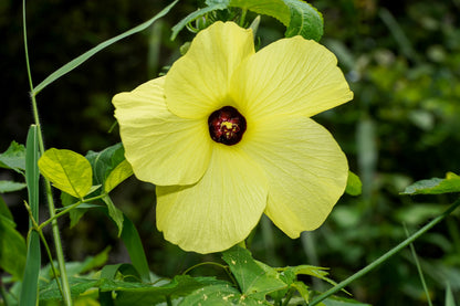 Ambrette (Musk Mallow) (Abelmoschus moschatus) Seeds – 40 ct
