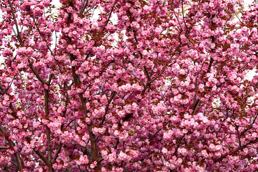 Japanese Flowering Cherry (Prunus serrulata) Seeds – 10 ct