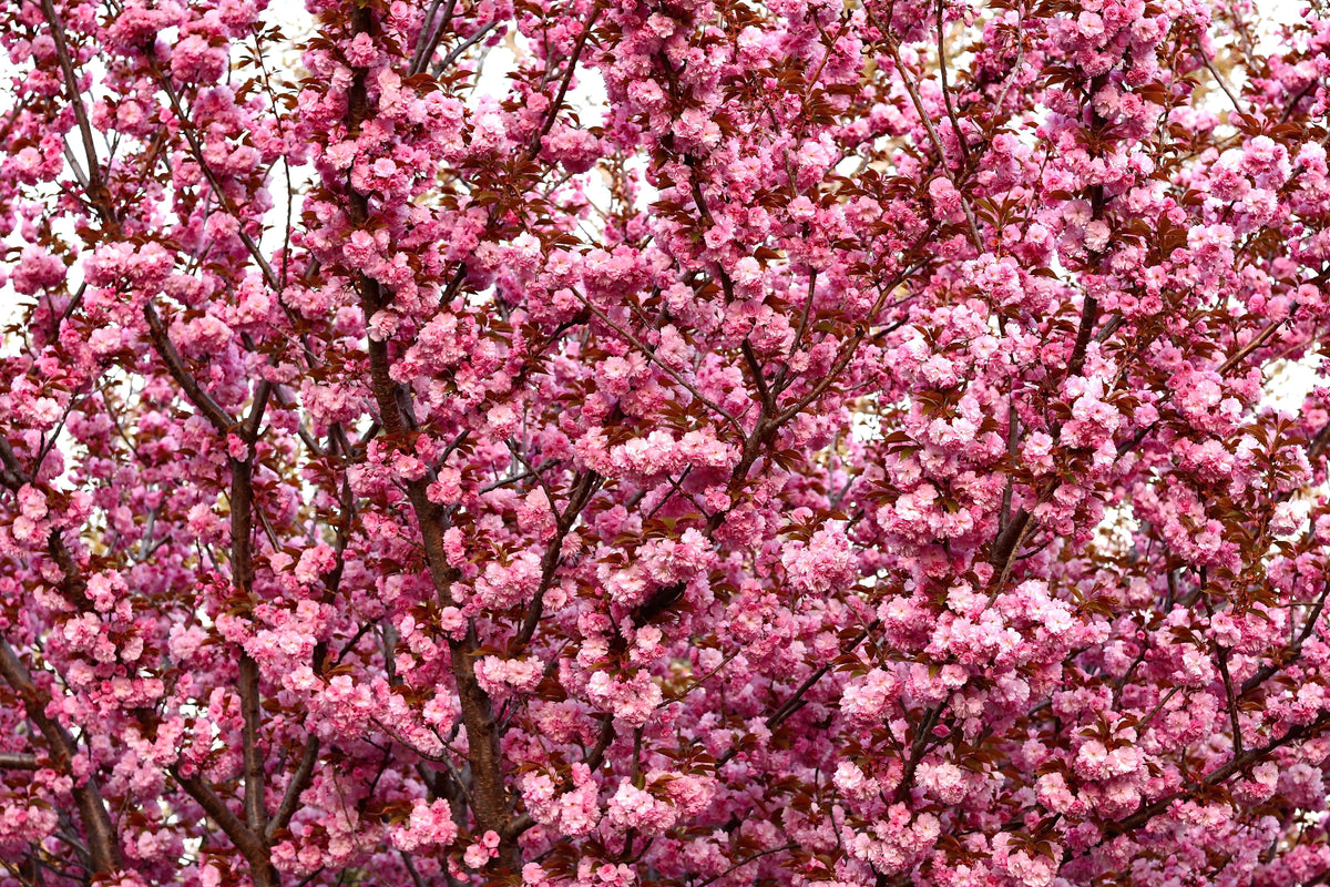 Japanese Flowering Cherry (Prunus serrulata) Seeds – 10 ct