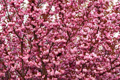 Japanese Flowering Cherry (Prunus serrulata) Seeds – 10 ct