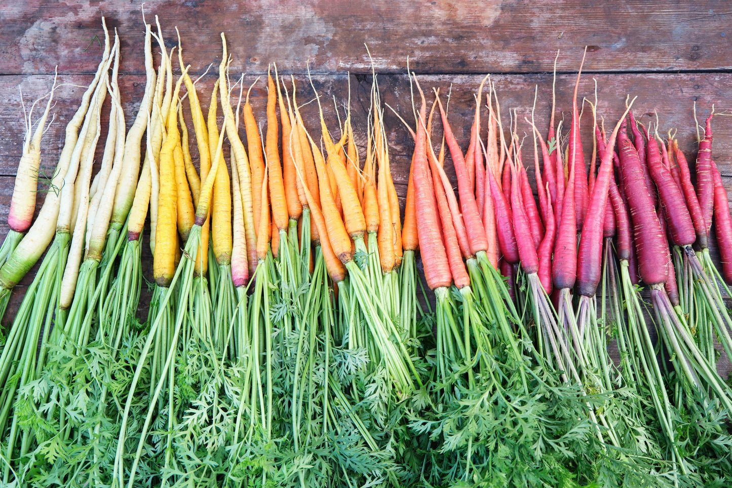 500 Rainbow Carrot Mix (Daucus Carrota) Seeds