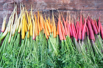 500 Rainbow Carrot Mix (Daucus Carrota) Seeds