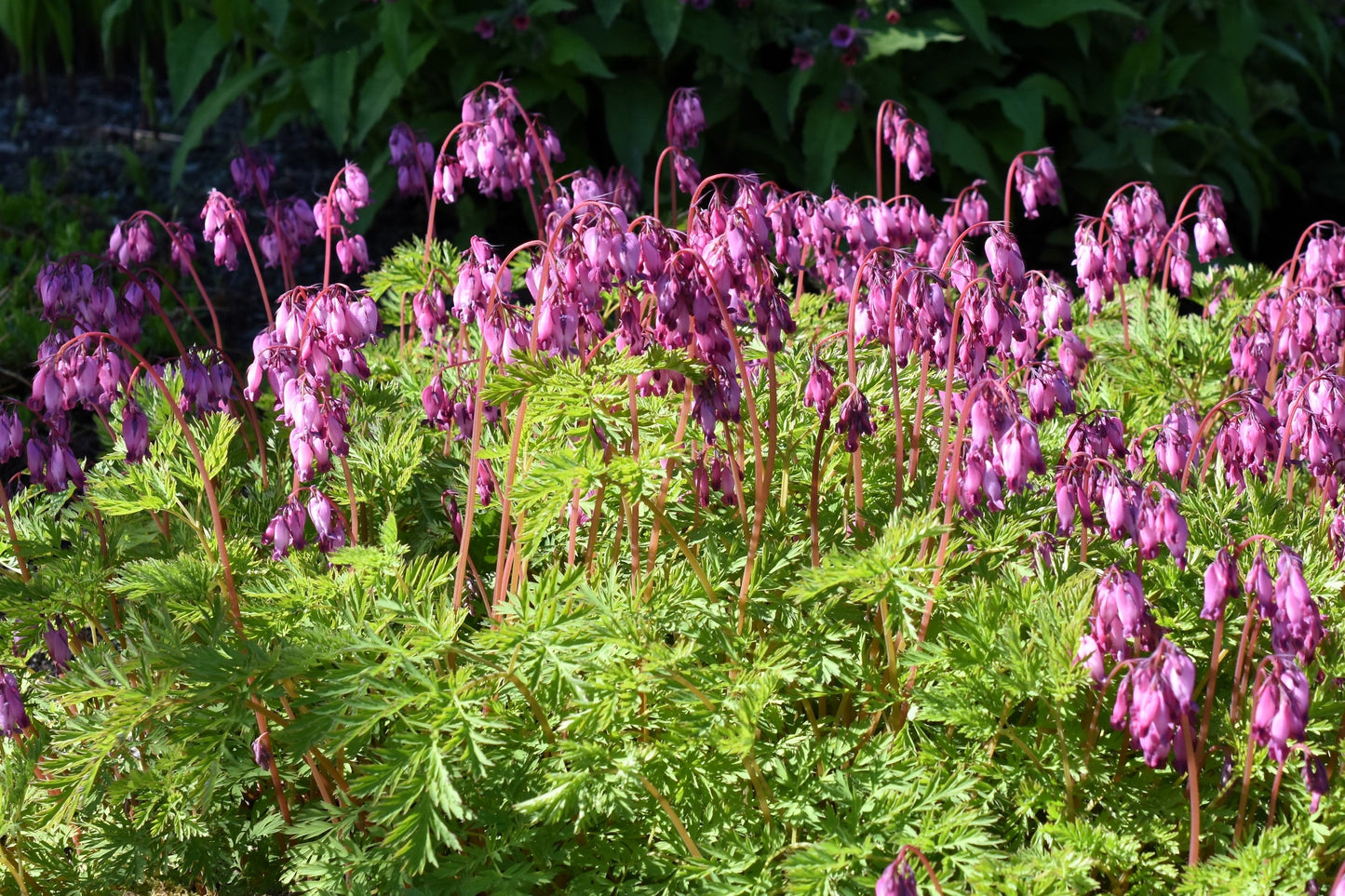 10 Bleeding Heart (Dicentra Formosa) Seeds