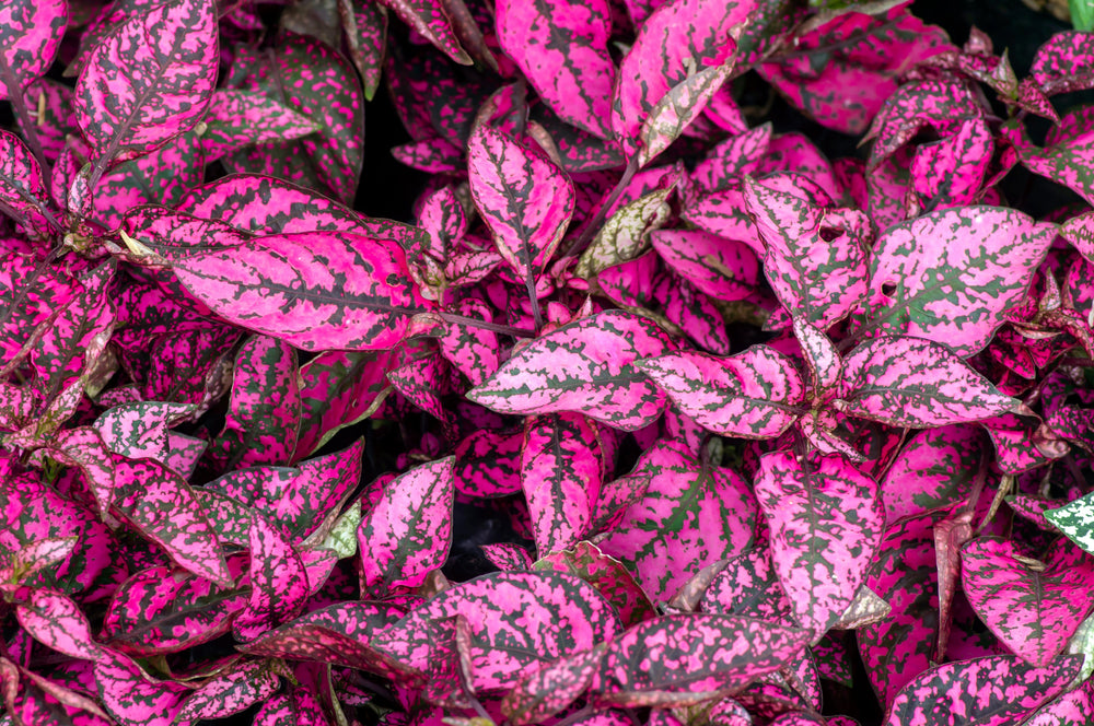 10 Dwarf Rose Polka Dot Plant (Hypoestes Phyllostachya) Seeds
