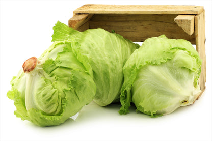 3000 ICEBERG HEAD LETTUCE Lactuca Sativa Vegetable Seeds