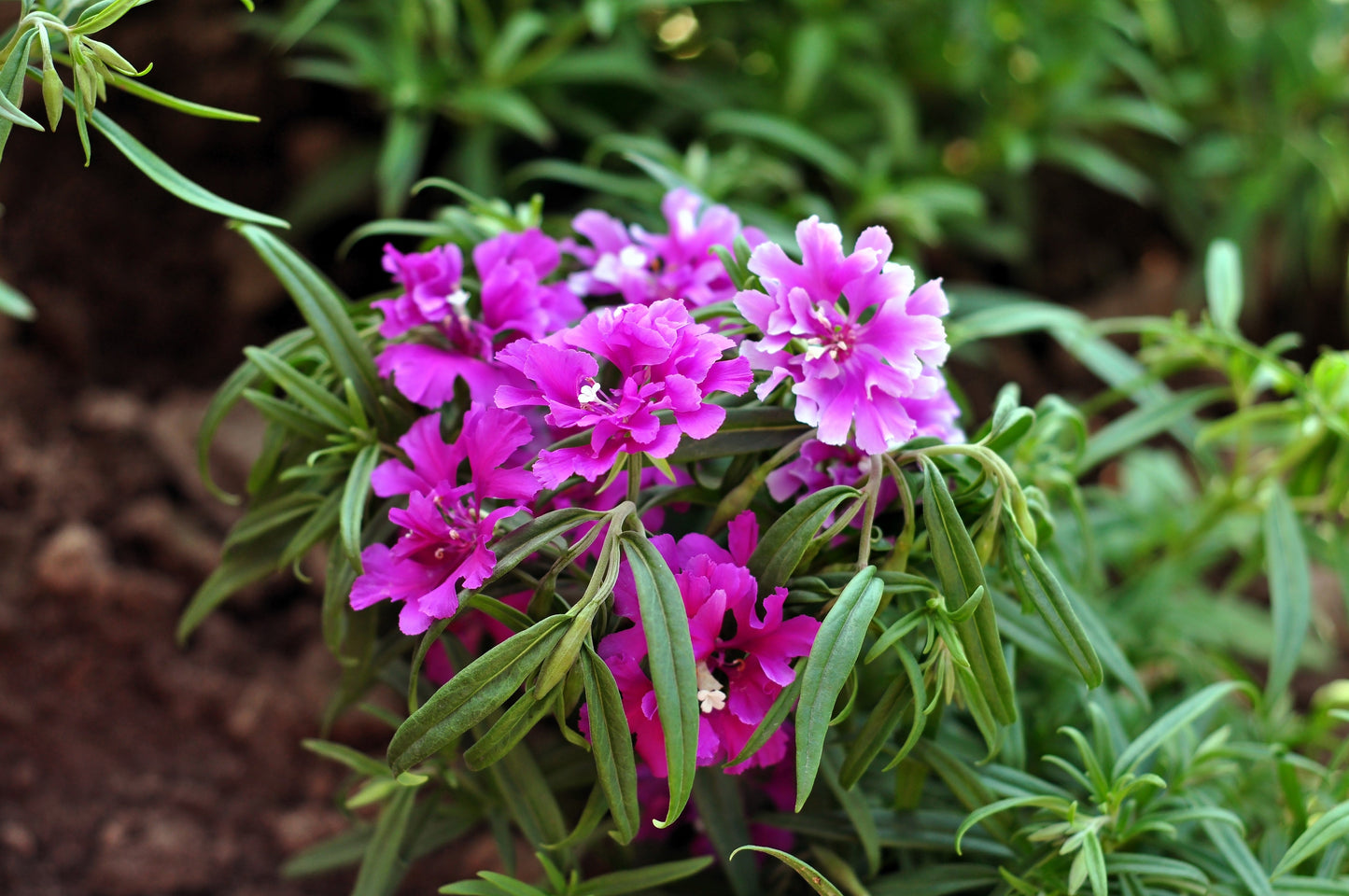 500 Elegant Clarkia (Clarkia Elegans) Seeds