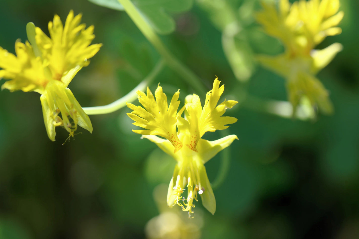 10 Canary Creeper Nasturtium (Tropaeolum Peregrinum) Seeds
