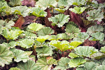 Giant Rhubarb (Gunnera insignis) Seeds – 10 ct