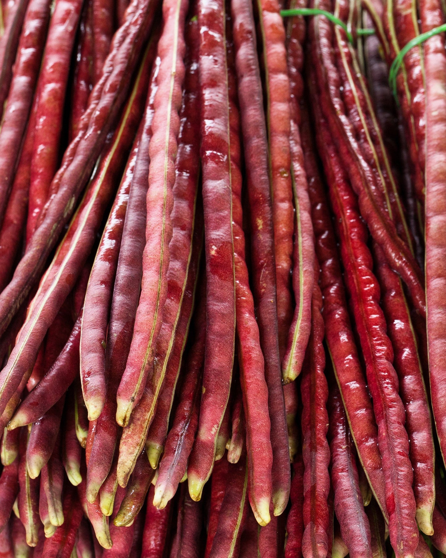 25 Red Noodle Bean (Phaseolus Vulgaris) Seeds