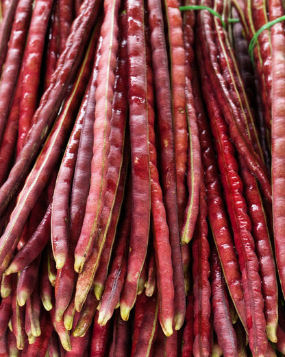 25 Red Noodle Bean (Phaseolus Vulgaris) Seeds