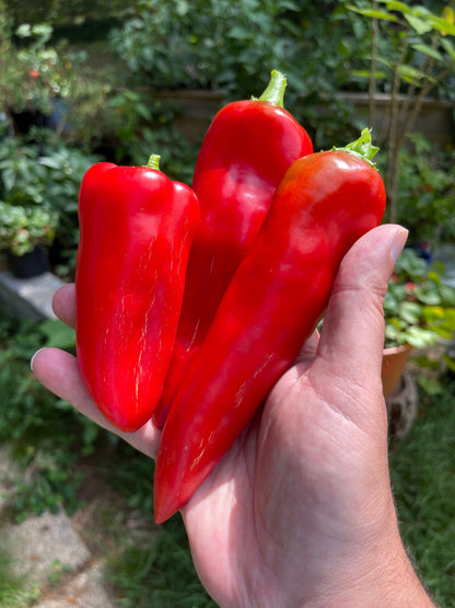 Anaheim Chili Pepper (Capsicum annuum) Seeds – 300 ct
