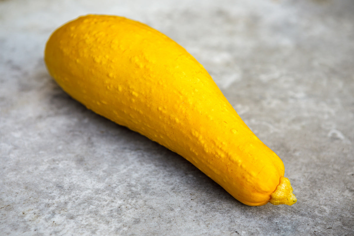Early Prolific Straightneck Squash (Cucurbita pepo) Seeds – 50 ct
