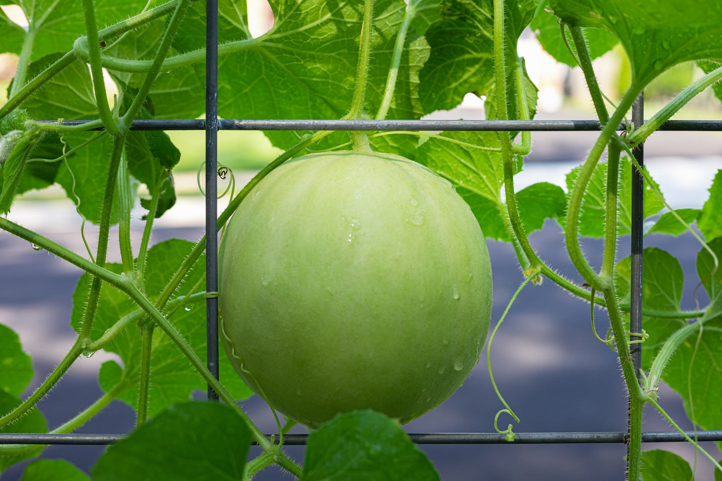 150 Honey Dew 'Green Flesh' (Cucumis Melo Inodorus) Seeds