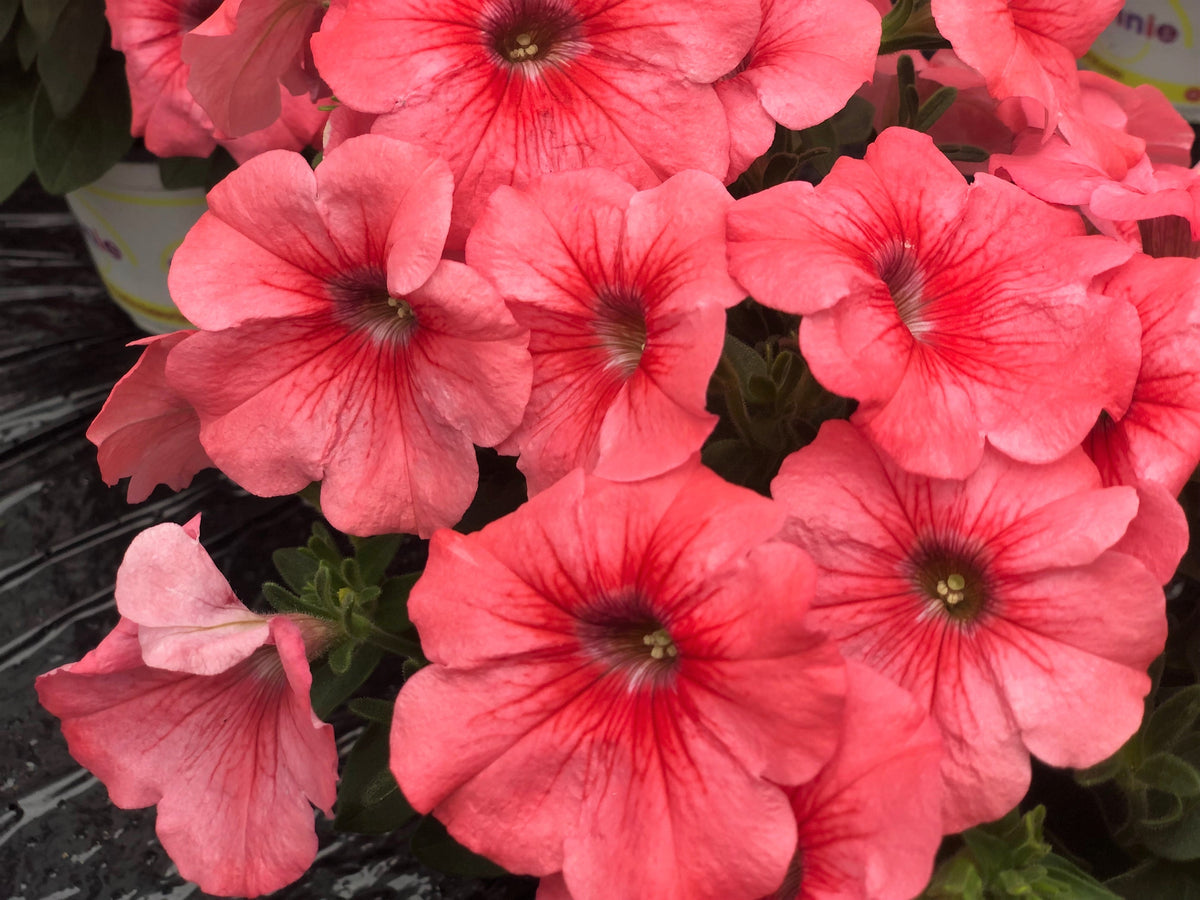 Salmon Petunia (Petunia × atkinsiana) Seeds – 25 ct