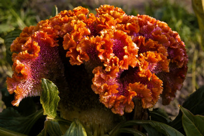 Coral Gardens Mix Celosia (Celosia argentea var. cristata) Seeds – 100 ct