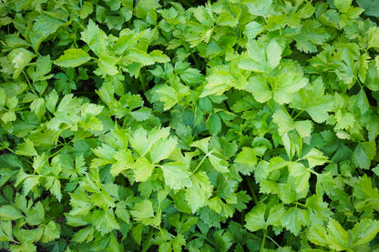 1000 Tall Utah Celery (Apium Graveolens) Seeds