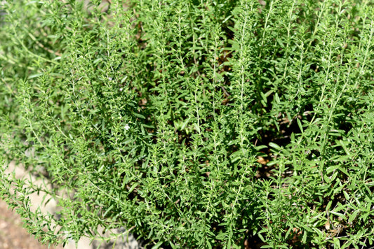 Creeping Winter Savory (Satureja montana) Seeds – 150 ct