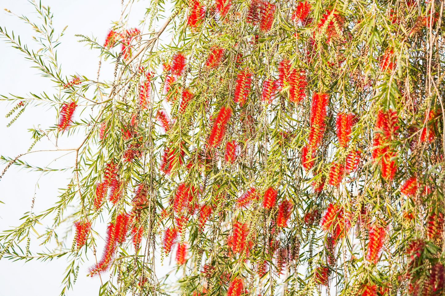 40 Crimson Bottlebrush (Callistemon Citrinus) Seeds