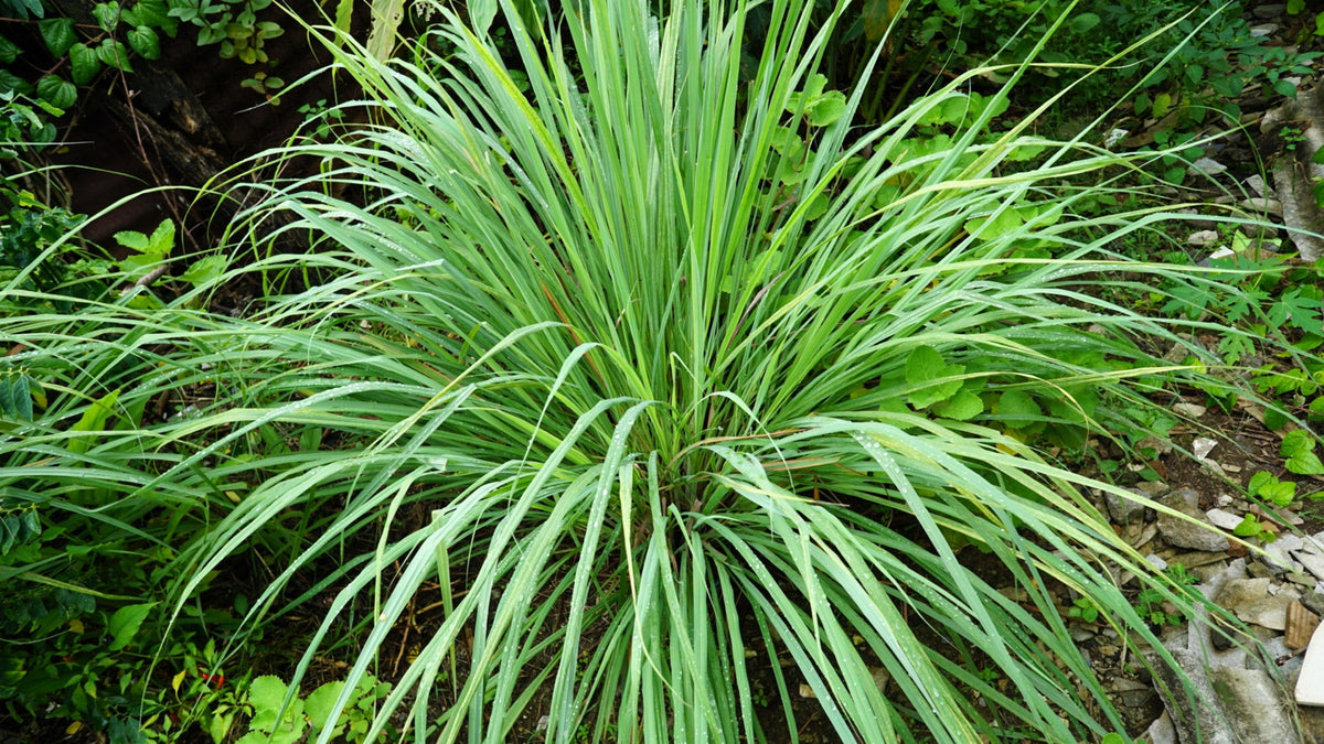 100 LEMONGRASS East Indian Lemon Grass Fragrant Ornamental Edible Cymbopogon Flexuosus Seeds