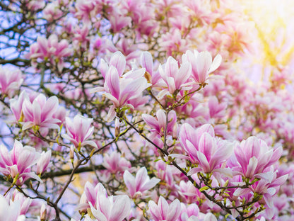 5 Saucer Magnolia/Tulip Tree (Soulangeana Denudata & Liliiflora)  Seeds