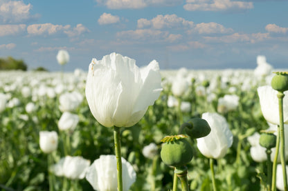 Persian White Poppy (Papaver somniferum) Seeds – 250 ct